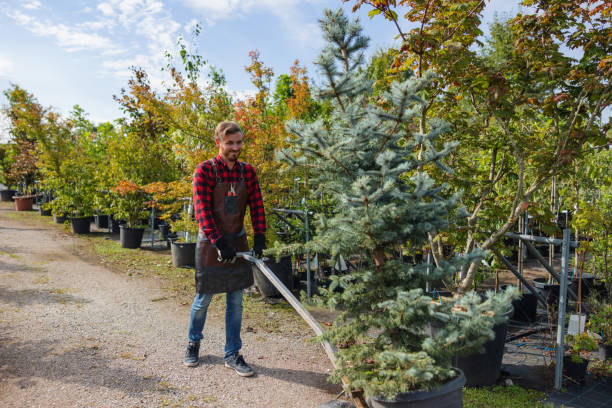 Professional Tree Removal and Landscaping Services in Globe, AZ